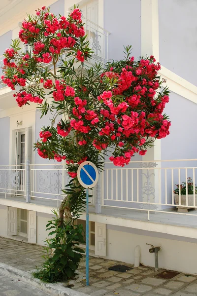 Vacker rosa oleander på gatan — Stockfoto