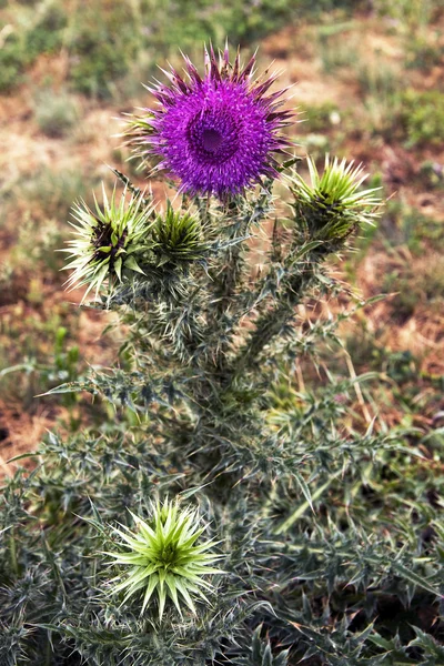 Floarea violet a ciulinului — Fotografie, imagine de stoc