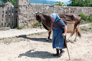 Kimliği belirsiz bir kadın onu inek ile