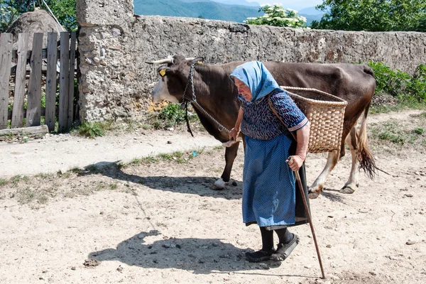 Kimliği belirsiz bir kadın onu inek ile