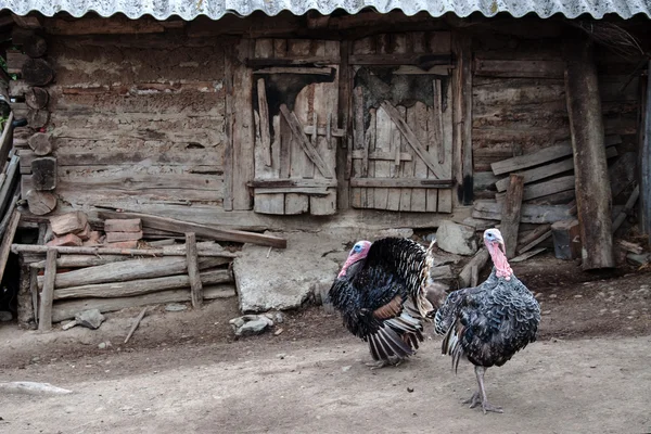 Turkeys in the yard of Romanian farm — Stock Photo, Image