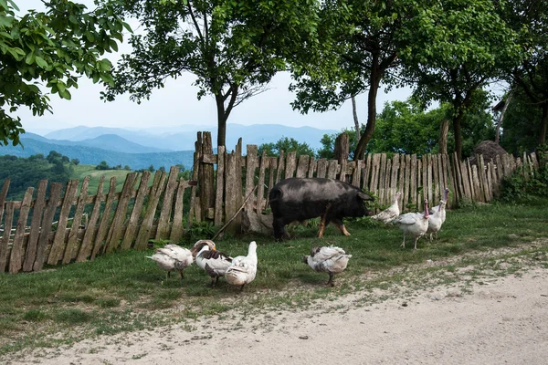 Kazlar, domuz ve hindiler köy meydanında — Stok fotoğraf