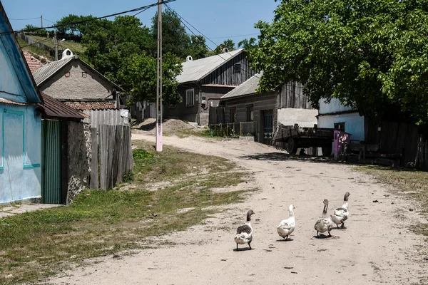 Geese on the village square — Stock Photo, Image