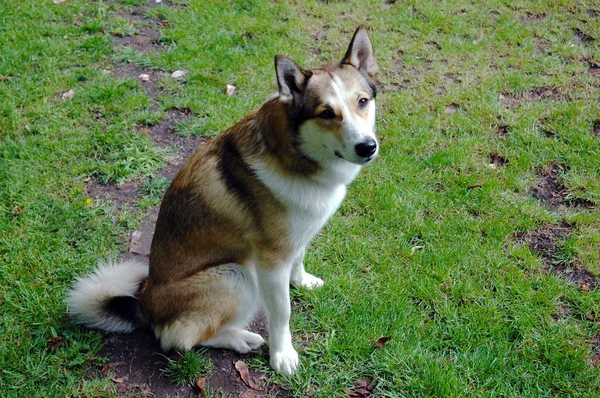 A dog sitting on a meadow — Stock Photo, Image