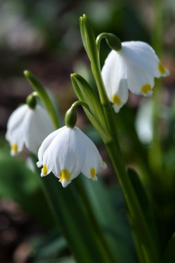 Kar tanesi bahar çiçek