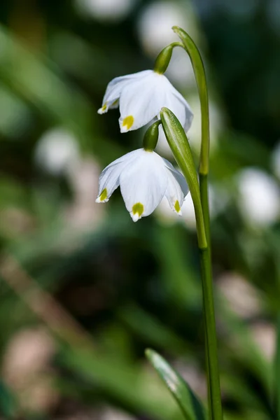 Schneeflocke Frühlingsblume — Stockfoto