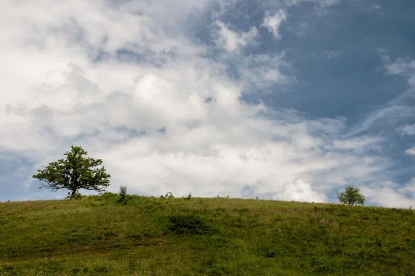 Dos árboles en la colina bajo un cielo nublado — Foto de Stock