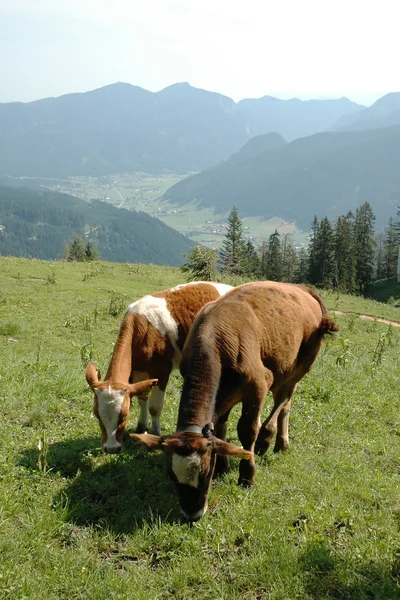 Dağ manzarası içinde iki inek otlatmak — Stok fotoğraf