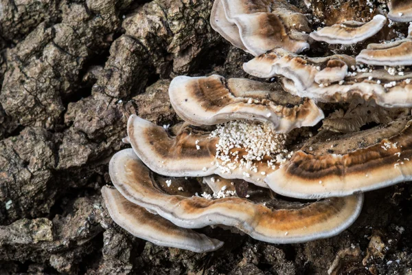 Fungo che cresce su un tronco d'albero — Foto Stock