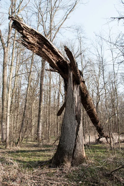 Vecchio albero rotto — Foto Stock