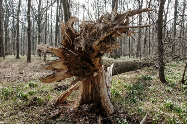 Uprooted tree — Stock Photo, Image