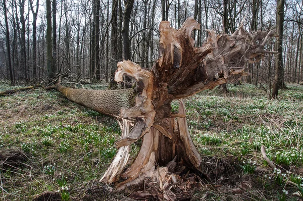 Uprooted tree — Stock Photo, Image