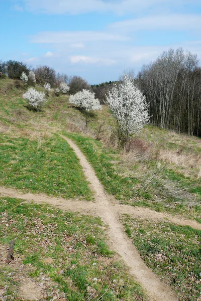 Caminhos cruzados entre arbustos floridos — Fotografia de Stock