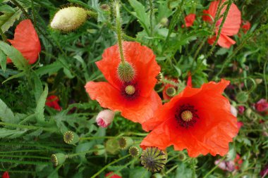 yeşil alan üzerinde kırmızı gelincik