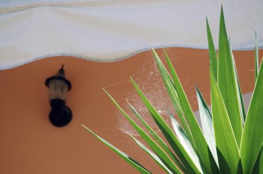 Bir lamba ve palmiye yaprakları bir örümcek ağı ile köşe