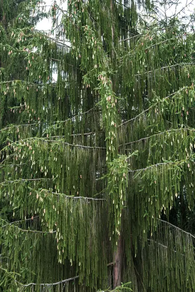 Strom hadí smrk (Picea abies viminalis) — Stock fotografie