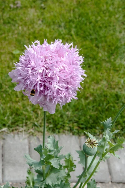 Pan Bumble-bee na okrasné květiny máku — Stock fotografie