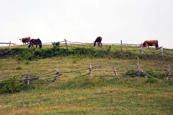 Vacas e cavalos em pasto no Banato romeno — Fotografia de Stock
