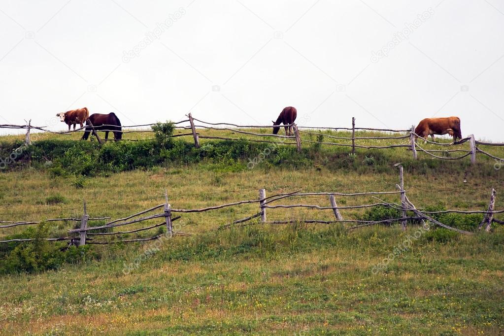 Cows and horses on pasture in Romanian Banat