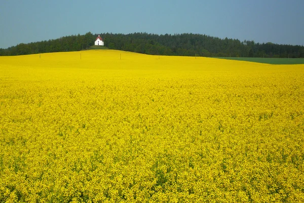 Rape field with a chapel in the background — Stock Photo, Image