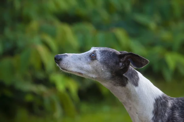 Pequeno Greyhound Prestando Atenção Para Comida Depois Saltar Redor — Fotografia de Stock