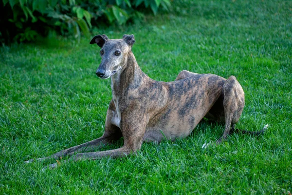 Hiszpański Galgo Zwracanie Uwagi Jedzenie Skakaniu Wokół — Zdjęcie stockowe