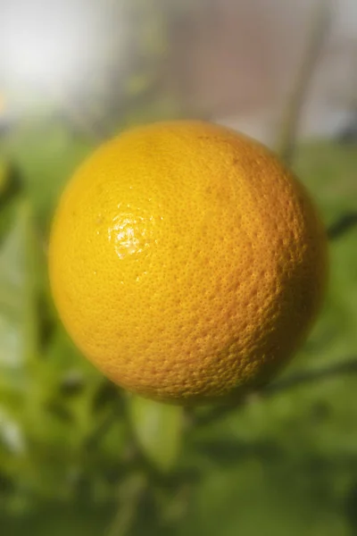 Nahaufnahme Von Kreisförmigem Orange Auf Verschwommenem Zweig Sonnenlicht — Stockfoto