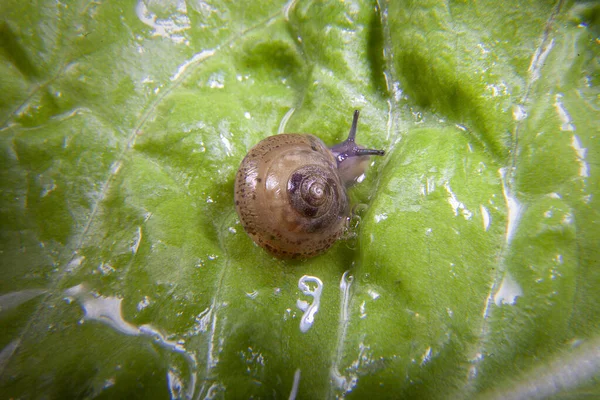 Macro Photo Small Snail Wet Green Lettuce Leave — Stock Photo, Image