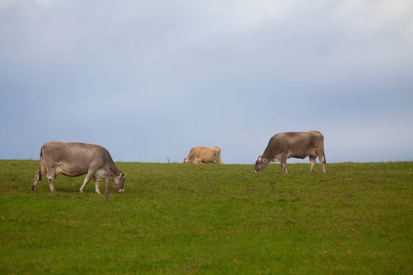 Foto Uphill Meadow Three Cows Pasture Banjsice Eslovenia — Foto de Stock