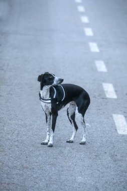 Gri Yol 'un ortasında, sağında beyaz çizgili ve çoğunda fotokopi alanı olan küçük tazının düşük renkli fotoğrafı.