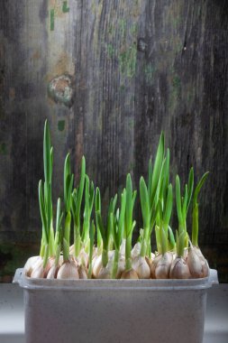 Plastik kutuya yerleştirilmeden önce Genç Sarımsağın Yetiştirilmesinin Makro Fotoğrafı Dikey Konumda Çürümüş Ahşap Arkaplan