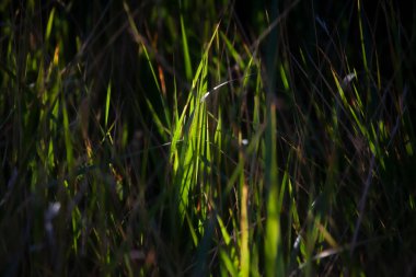 Diğerlerinin Karanlık Doku Üzerine Işık Işının vurduğu Çimen Yaprakları