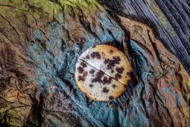 Çürümüş Vitamin Haplarının Küflenmiş Chicory Arka plan Üzerine Macro Fotoğrafı. Toprak Ayrıntılarıyla Üst Görünüm. Boşluğu Kopyala.