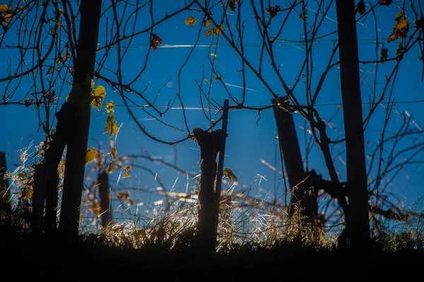 バックライト太陽は セメスターのブドウ畑でシルエット写真を作成します 薄緑色の葉で飾られ 小さな草に捉えられた光 — ストック写真