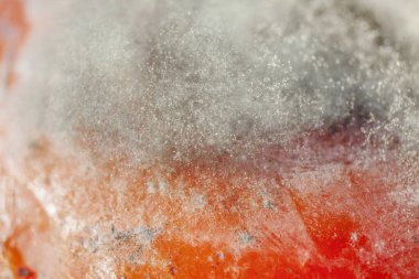 Küflenmiş Kaki Meyvesi 'nin üst kısmının Makro Fotoğrafı