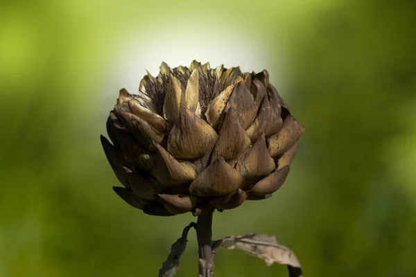 Αποξηραμένο Λουλούδι Αγκινάρας Που Αποσυντίθεται Στο Stalk Στο Πράσινο Θαμπό — Φωτογραφία Αρχείου