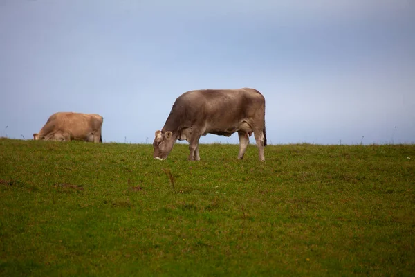 Foto Uphill Meadow Two Cows Pasture Banjsice Eslovenia — Foto de Stock