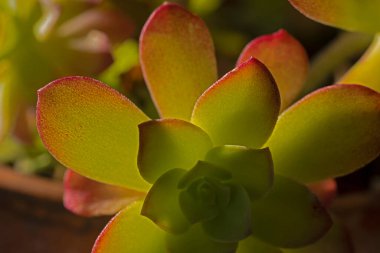 Echeveria 'nın Seçici Odaklanma Macro Fotoğrafı ya da Ardıç Işığındaki Parlama Bıçakları. Blades 'in özeti. Şeffaf Vibrant Bıçakları.