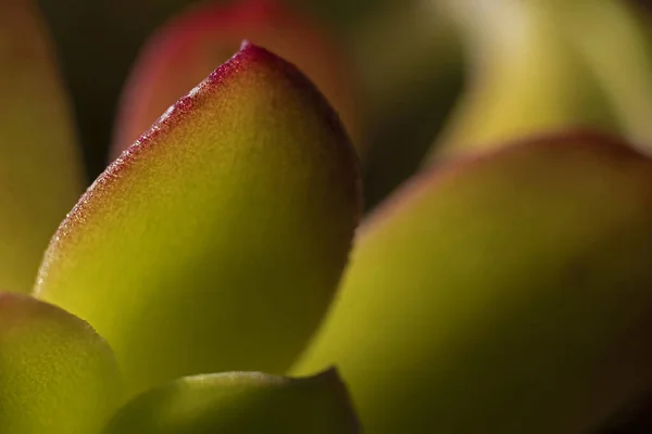 Selective Focus Macro Photo Echeveria Afterglow Blades Backlight Highlights Blades — Stock Photo, Image