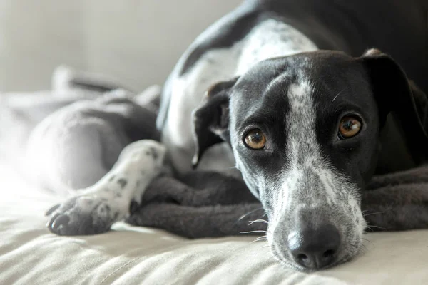Meraklı ve üzgün bir bakışın fotoğrafı Dinlenen küçük bir Spoty Greyhound 'un 