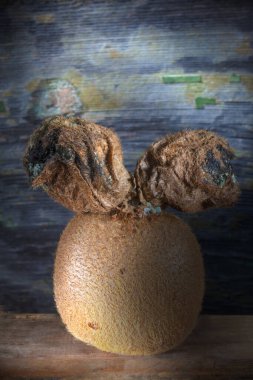 Çürümüş ahşap zeminde üç kivi meyvesi kümesi Macro Fotoğrafı. Tepedeki boşlukta. Spotlight Aydınlatma.