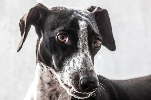 Magas Kulcsú Portré Kutyáról Kis Pattanásos Agár Tele Kíváncsisággal — Stock Fotó