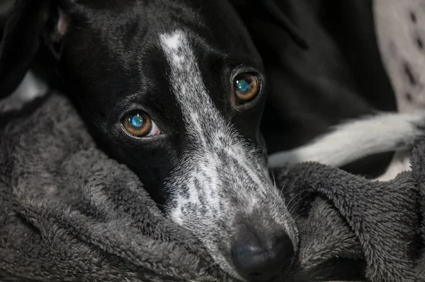 犬の穏やかな気分の肖像画 青い小さな斑点グレイハウンドのように見えます 好奇心に満ちた — ストック写真
