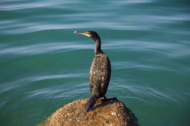 Macro Telephoto Vuruşu. Öğleden Sonra Kaya 'da Bir Karabatağın Fotoğrafı. Rüzgarlı Güneşli Gün.