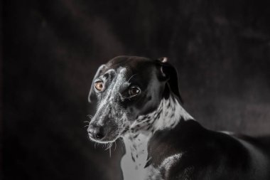 Ruby Greyhound 'un Günışığı Stüdyosu Portresi. Güzel Gözler her zaman dikkat eder. Yalan mı, ayakta mı?.