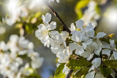  Bir dal üzerinde bir kiraz çiçeği kümesi. Orchard 'daki ağaçta çekilmiş bir fotoğraf. Doğal Bulanık Arkaplan.