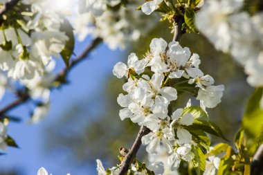  Bir dal üzerinde bir kiraz çiçeği kümesi. Orchard 'daki ağaçta çekilmiş bir fotoğraf. Doğal Bulanık Arkaplan.