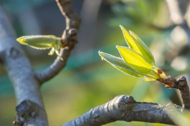 Genç Armut Yaprakları Bir Dala Açılıyor. Bitkinin Erken Büyümesinin Evresi 'nin Yakın Çekimi