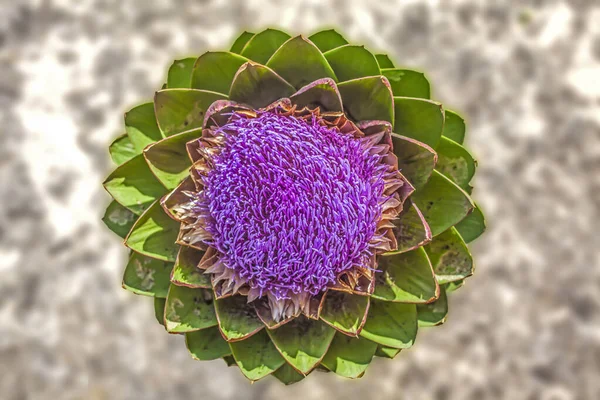 Enginar Çiçeği Makro Fotoğraf Yukardan Bulanık Arkaplanda Canlı Mor Yeşil — Stok fotoğraf