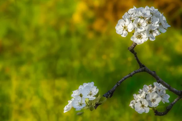 枝に梨の花の3つのクラスター Vivid Blurredの背景 春のイベントのマクロ写真 — ストック写真